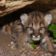 One of four baby mountain lions discovered in the Santa Monica Mountains earlier this year.